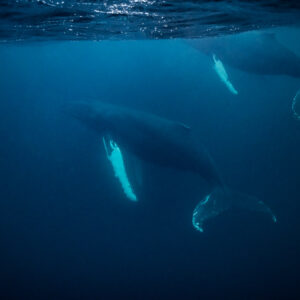 Two humpback whales swimming one behind the other below the surface, Kvænangen, Troms, Norway