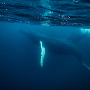 Humpback whale under the surface with pectoral fin hanging vertically, Kvænangen, Troms, Norway