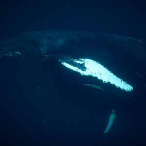 Humpback whale showing its bright pectoral fin in dark water, from below, Kvænangen, Troms, Norway