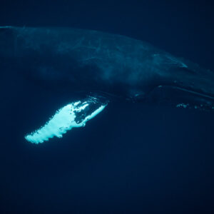 Humpback whale swimming right with pectoral fin spread in dark water, Kvænangen, Troms, Norway