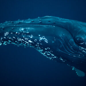 Close-up of humpback whale head with tubercles and eye, Kvænangen, Troms, Norway