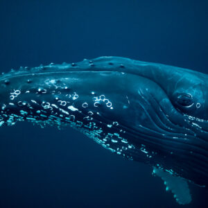 Humpback whale head in profile with tubercles and throat grooves, Kvænangen, Troms, Norway