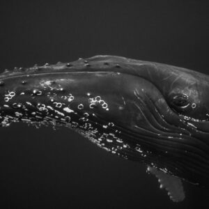 Black-and-white close-up of a humpback whale head and tubercles, Kvænangen, Troms, Norway