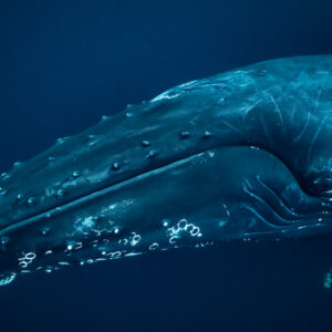 Humpback whale head and eye close up, rostrum toward lower left, Kvænangen, Troms, Norway