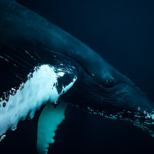 Humpback whale jaw and white pectoral fin seen from below, close-up, Kvænangen, Troms, Norway