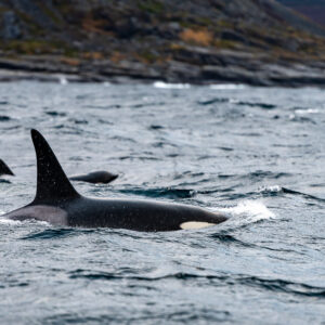 Male killer whale with tall dorsal fin surfacing near a rocky shore, Kvænangen, Troms, Norway
