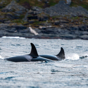 Two killer whales surfacing side by side along a rocky coast, Kvænangen, Troms, Norway