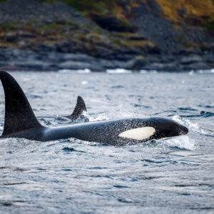 Male killer whale surfacing with eye patch visible, another fin behind, Kvænangen, Troms, Norway
