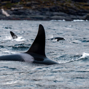 Male killer whale's towering dorsal fin in splashing water, close view, Kvænangen, Troms, Norway