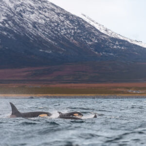 Two killer whales surfacing below a snowy mountain slope, Kvænangen, Troms, Norway