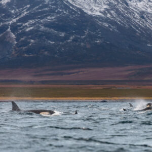 Killer whales surfacing in a line along an autumn-coloured shore, Kvænangen, Troms, Norway