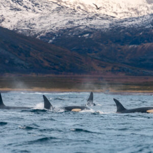Killer whale pod blowing at the surface below snowy mountains, Kvænangen, Troms, Norway