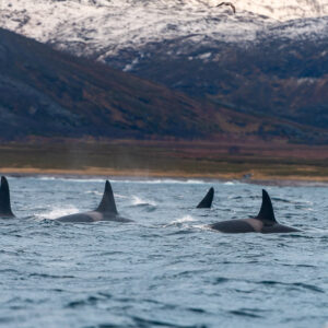 Four killer whale dorsal fins in a row before an autumn hillside, Kvænangen, Troms, Norway