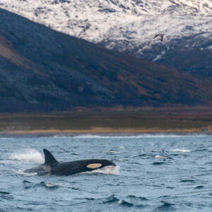 Killer whale surfacing with a splash below a brown and snowy slope, Kvænangen, Troms, Norway
