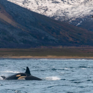 Two killer whales surfacing together below an autumn mountainside, Kvænangen, Troms, Norway