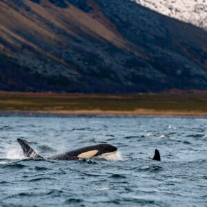 Killer whale rolling at the surface with a second fin nearby, Kvænangen, Troms, Norway