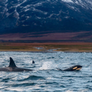 Killer whales surfacing below a dark snowy mountain, eye patch visible, Kvænangen, Troms, Norway