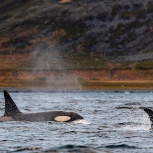 Killer whale blow drifting over two surfacing orcas near the shore, Kvænangen, Troms, Norway