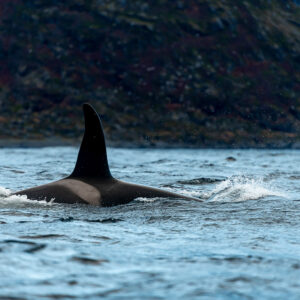 Male killer whale's tall dorsal fin rising from blue water, close-up, Kvænangen, Troms, Norway