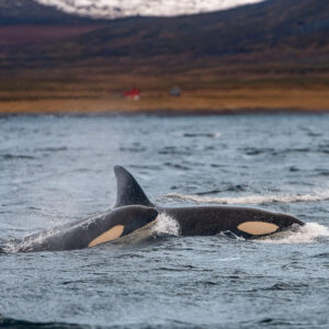 Three killer whales surfacing closely together in a burst of spray, Kvænangen, Troms, Norway