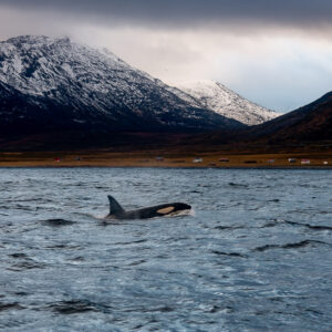 Lone killer whale below a snow-capped peak and red houses on shore, Kvænangen, Troms, Norway