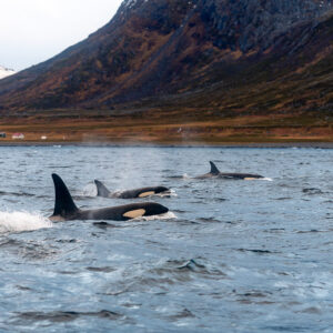 Three killer whales surfacing in file below a brown mountainside, Kvænangen, Troms, Norway