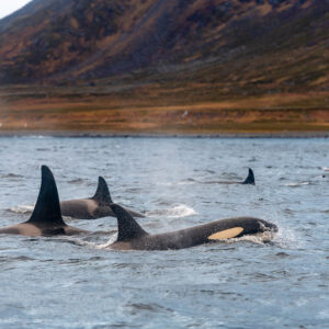 Killer whale group surfacing with a blow, hillside with houses behind, Kvænangen, Troms, Norway
