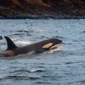 Killer whale surfacing in profile with eye patch, others behind, Kvænangen, Troms, Norway