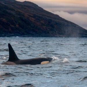 Single killer whale surfacing below a dark headland with a faint blow, Kvænangen, Troms, Norway