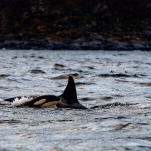 Killer whale surfacing in rough water against a dark rocky shore, Kvænangen, Troms, Norway
