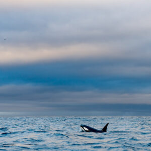 Distant orca surfacing on a wide expanse of sea under layered clouds, Kvænangen, Troms, Norway