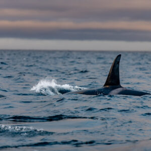 Male orca cutting through the surface with splashes around its dorsal fin, Kvænangen, Troms, Norway