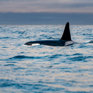 Male orca swimming at the surface with its tall dorsal fin raised, Kvænangen, Troms, Norway
