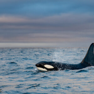 Male orca surfacing in profile with white eye patch and tall fin, Kvænangen, Troms, Norway