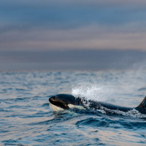 Male orca exhaling a misty blow as it surfaces in profile, Kvænangen, Troms, Norway