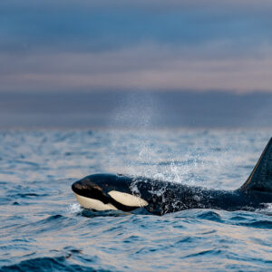 Male orca blowing at the surface, close side view with spray, Kvænangen, Troms, Norway