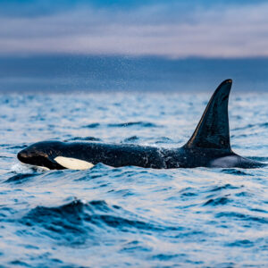 Male orca surging forward through choppy water with its tall dorsal fin, Kvænangen, Troms, Norway