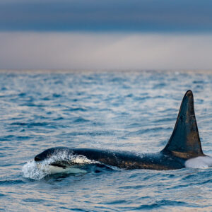 Male orca breaking the surface with water streaming off its head, Kvænangen, Troms, Norway