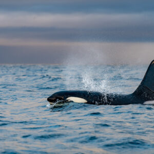 Male orca with lingering blow cloud behind its head in soft light, Kvænangen, Troms, Norway