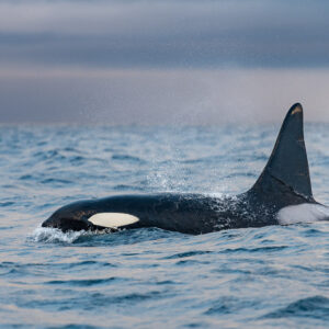 Male orca gliding at the surface showing eye patch and grey saddle, Kvænangen, Troms, Norway