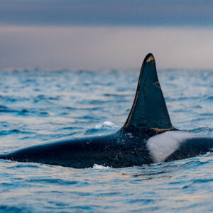 Close view of a male orca's tall dorsal fin and grey saddle patch, Kvænangen, Troms, Norway