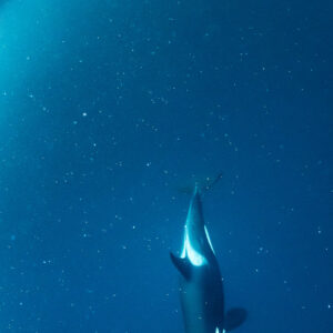 Orca swimming vertically below in deep blue water, vertical frame, Kvænangen, Troms, Norway