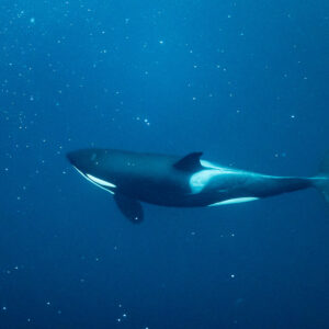 Orca gliding horizontally in open blue water, full body side view, Kvænangen, Troms, Norway