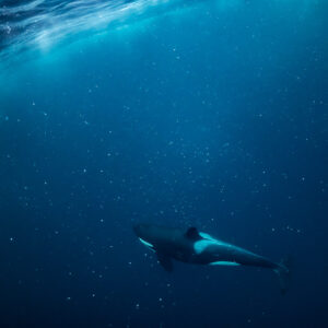 Orca swimming below the surface ripples in deep blue water, Kvænangen, Troms, Norway