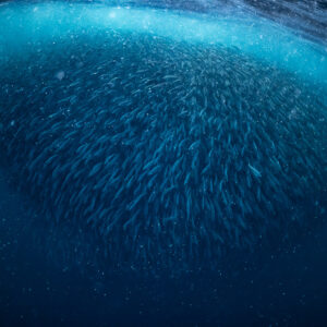 Dense ball of herring compacted beneath the surface in blue water, Kvænangen, Troms, Norway