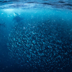 Herring bait ball with orcas circling in the background near the surface, Kvænangen, Troms, Norway