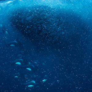 Group of orcas swimming beneath a dense herring ball, Kvænangen, Troms, Norway