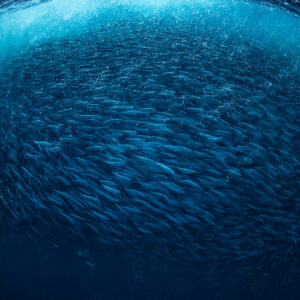 Huge herring ball filling the frame just under the surface, Kvænangen, Troms, Norway