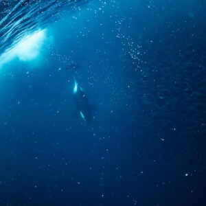 Orca diving near a herring school as a pale whale shape passes above, Kvænangen, Troms, Norway
