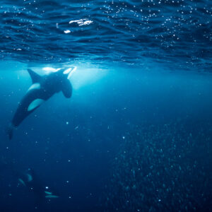 Orca descending from the surface with others below near the herring, Kvænangen, Troms, Norway
